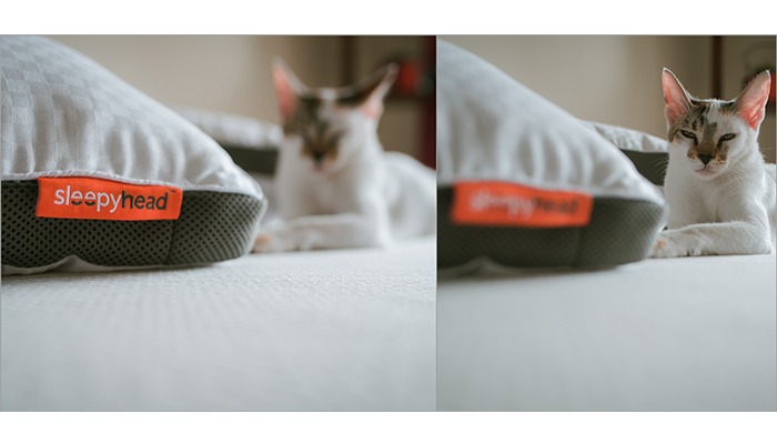 sleepyhead mattress memory foam review cat photoshoot