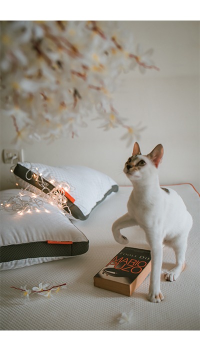 sleepyhead white cat mattress photoshoot
